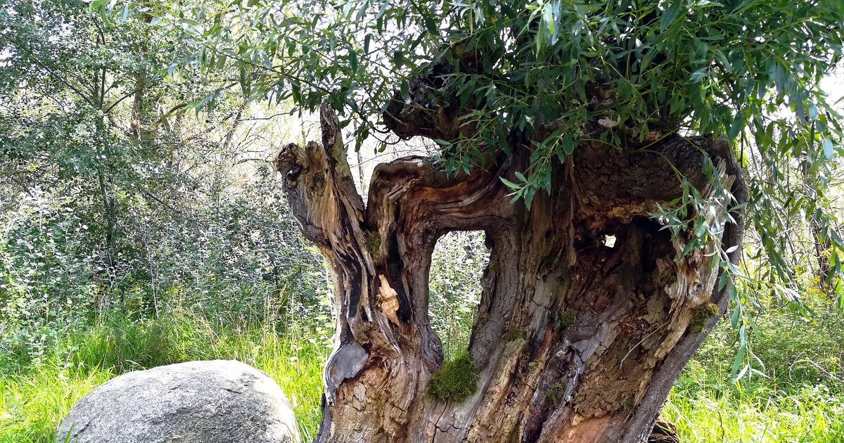 mein freund der baum lied